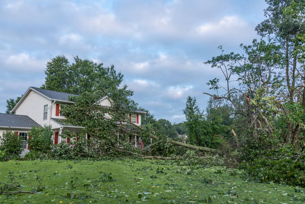 24 7 emergency tree service Panama City FL