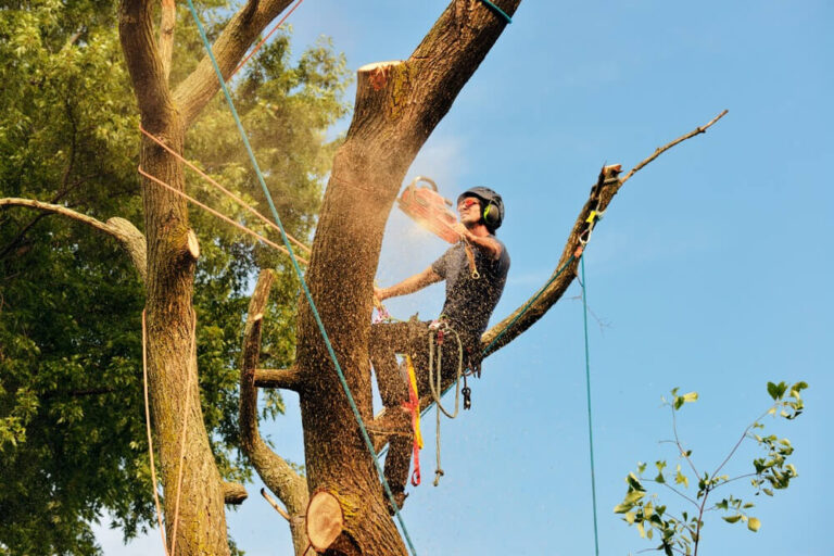 Arborist Belleville Il