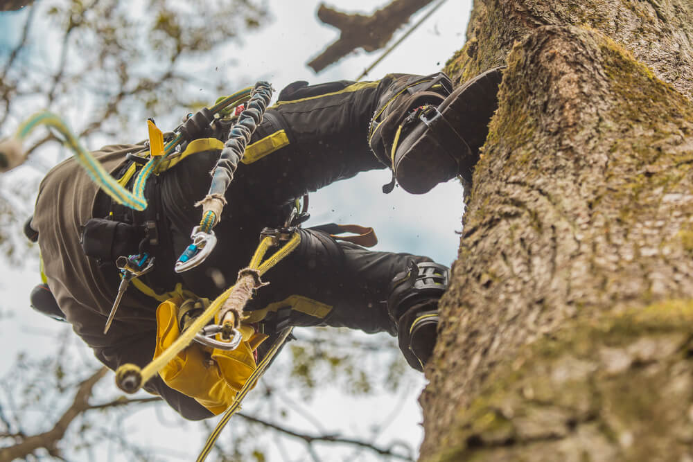 Certified arborist Belleville IL