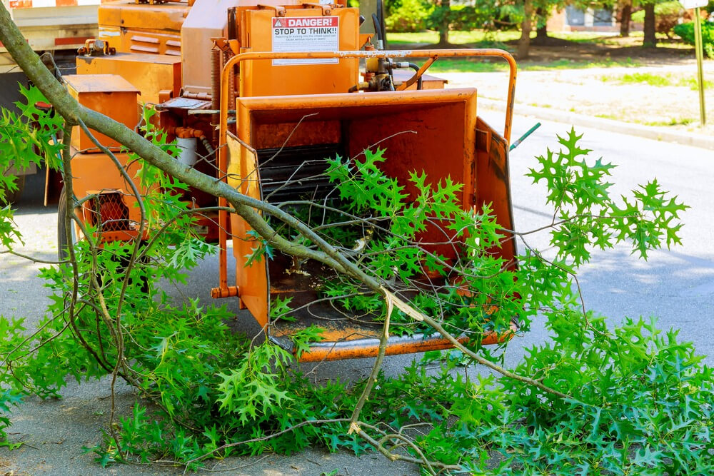 Commercial tree removal Panama City FL