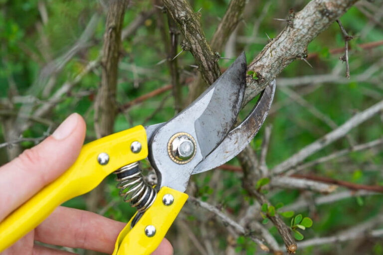 Corrective Pruning Panama City FL