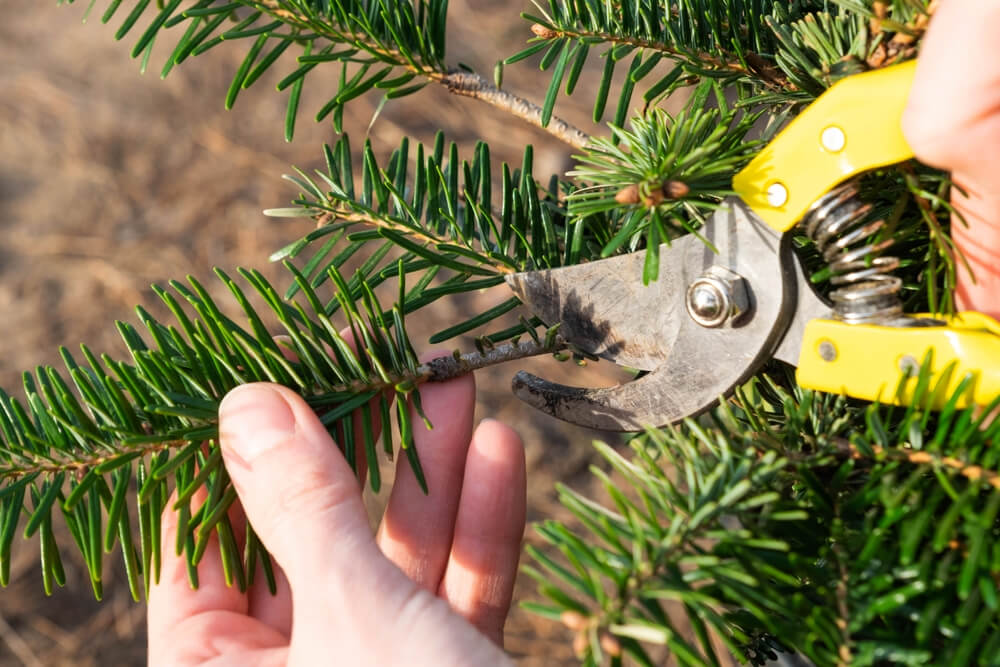 Cost of Corrective Pruning in Panama City FL