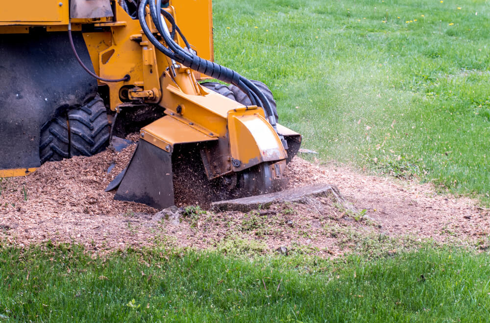 Cost of Stump Grinding in Panama City FL