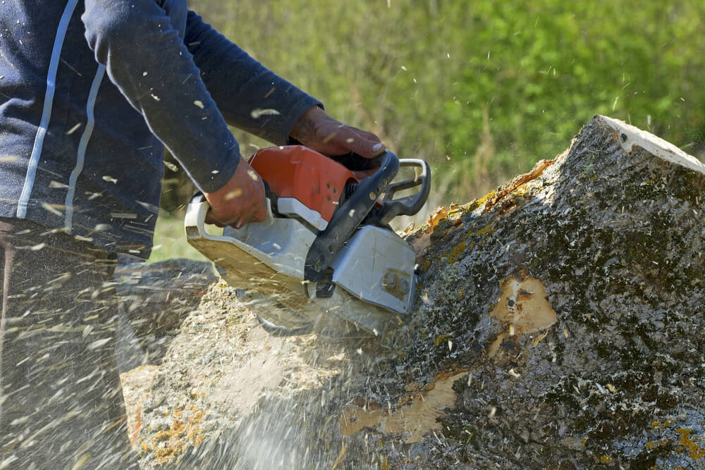 Cost of Stump Removal in Panama City FL