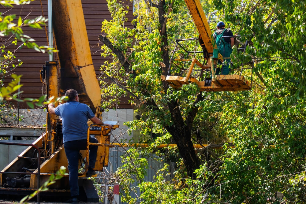 Crane Assisted Tree Removal Process Panama City FL