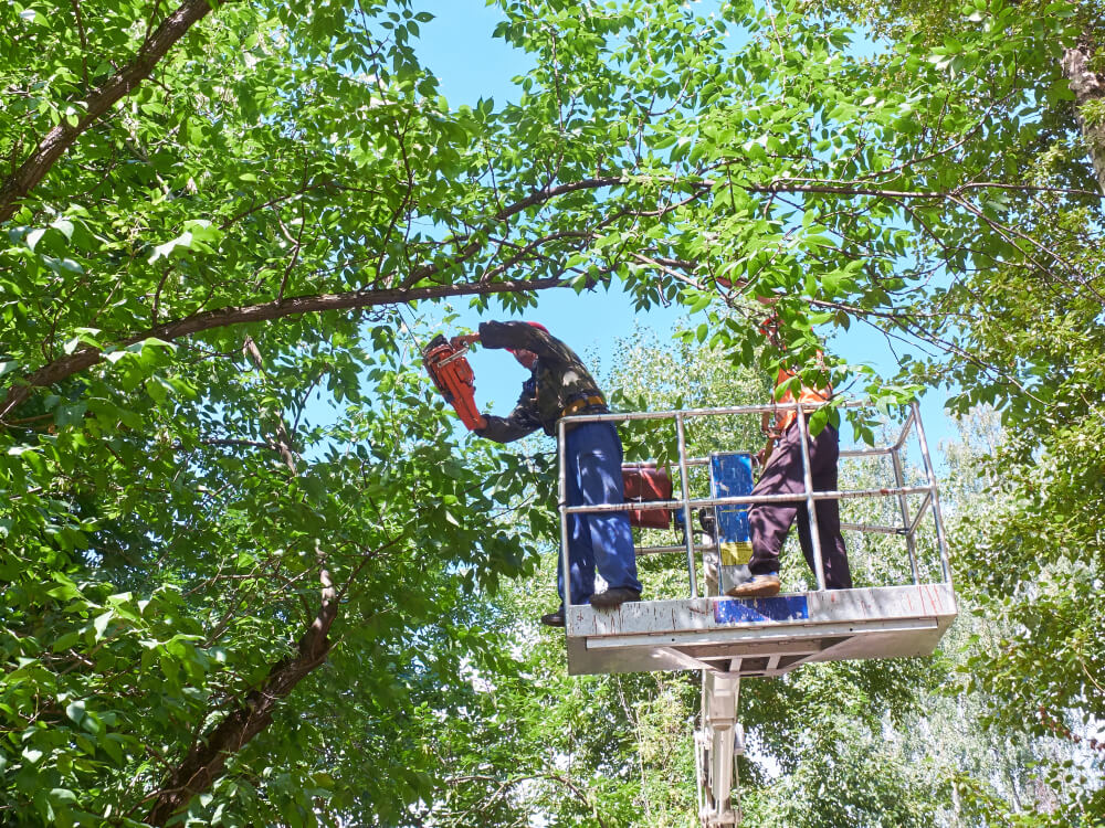 Crane Assisted Tree Removal Service near Panama City FL