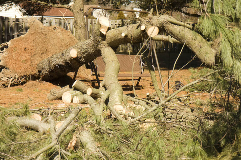 Dangerous Difficult Tree Removal Panama City FL