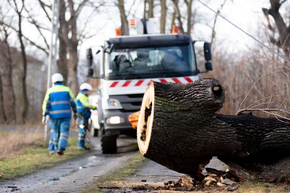 Dealing with Fallen Trees near Panama City FL