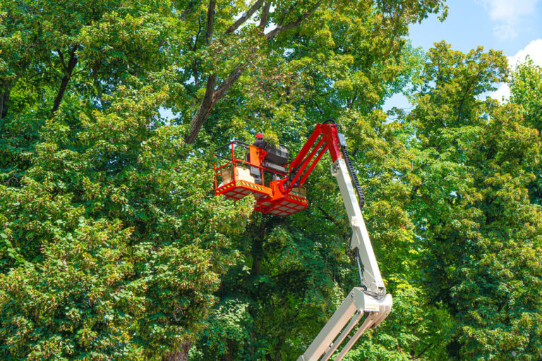 Emergency Pruning Panama City FL