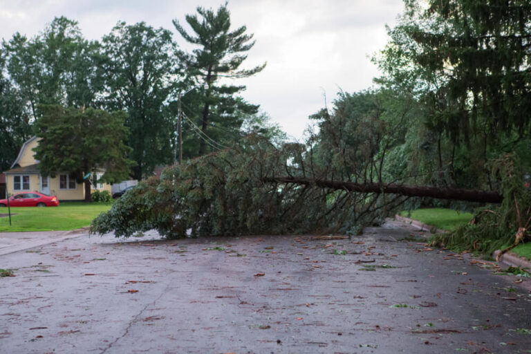 Emergency Tree Removal Panama City FL