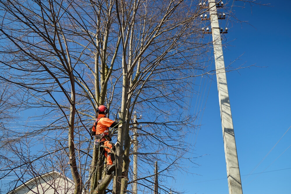 Emergency branch pruning Panama City FL