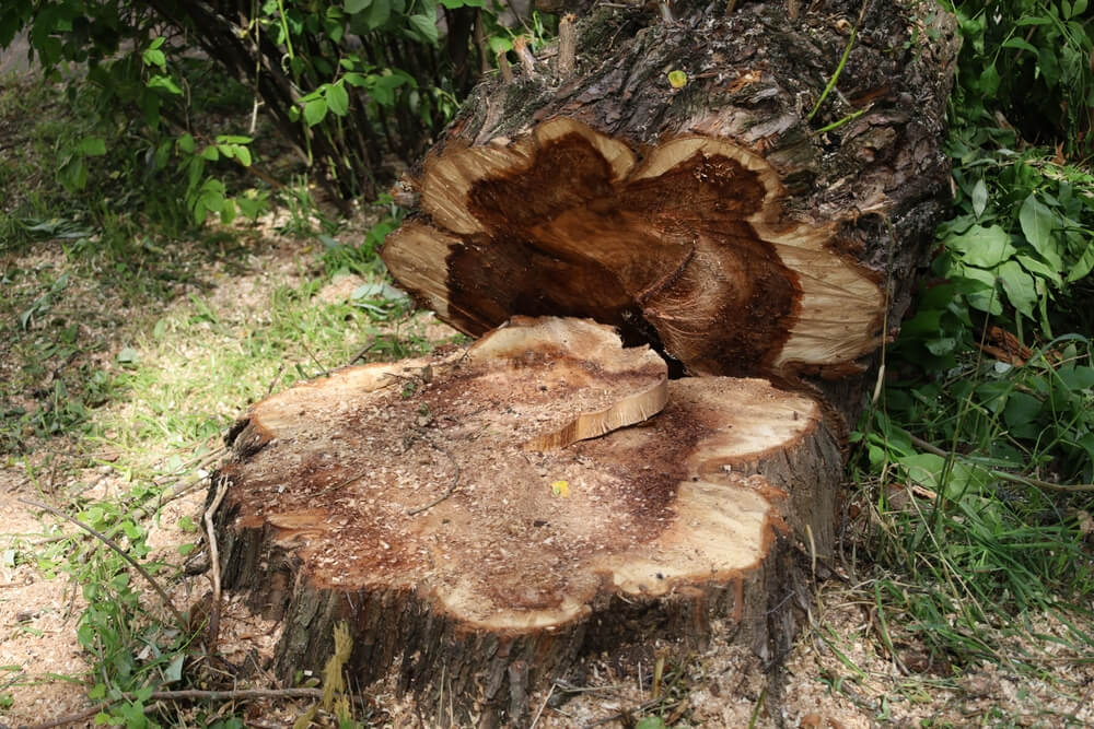 Emergency storm damage tree removal Panama City FL