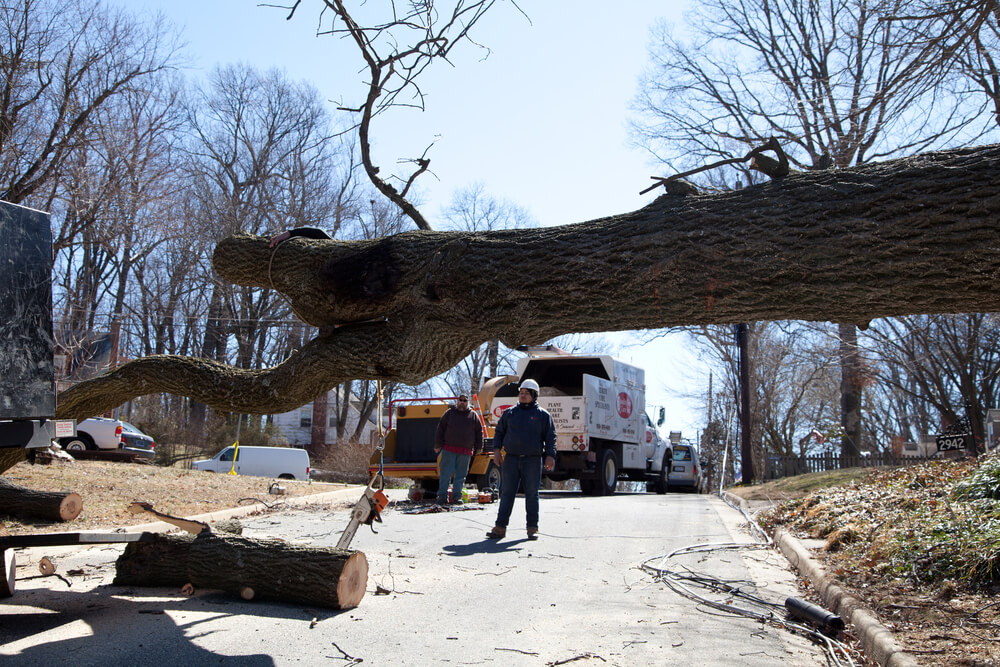 Emergency tree cutting Panama City FL