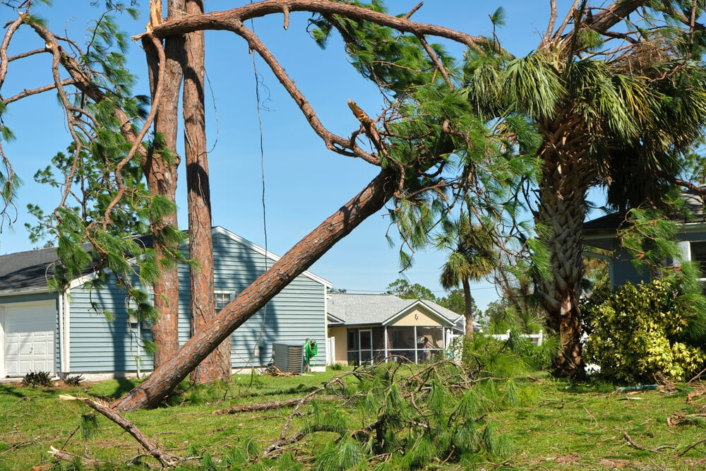 Emergency tree disposal Panama City FL