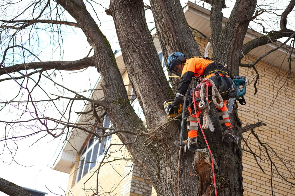 Emergency tree trimming Panama City FL