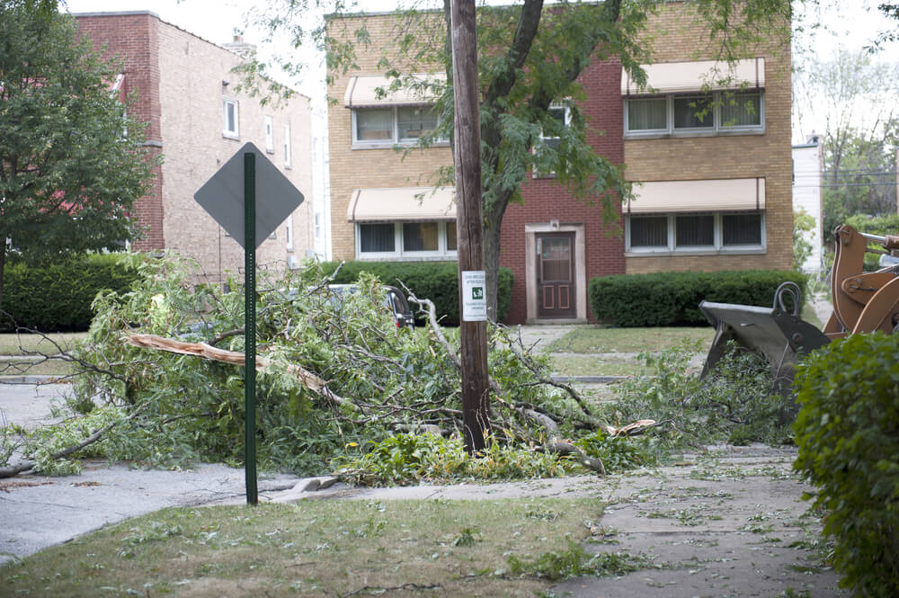 Fast tree removal services Panama City FL