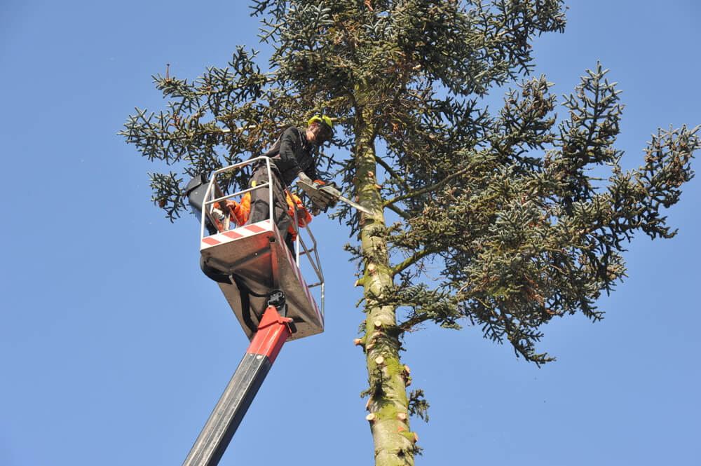 Hazardous Tree Removal Panama City FL