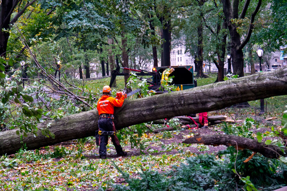 Immediate tree removal Panama City FL