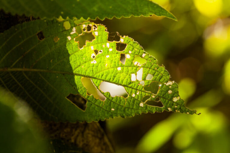 Insect And Disease Management Panama City FL