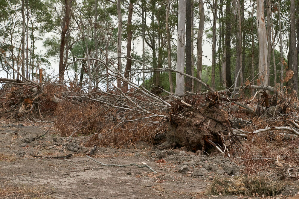 Land clearing Panama City FL