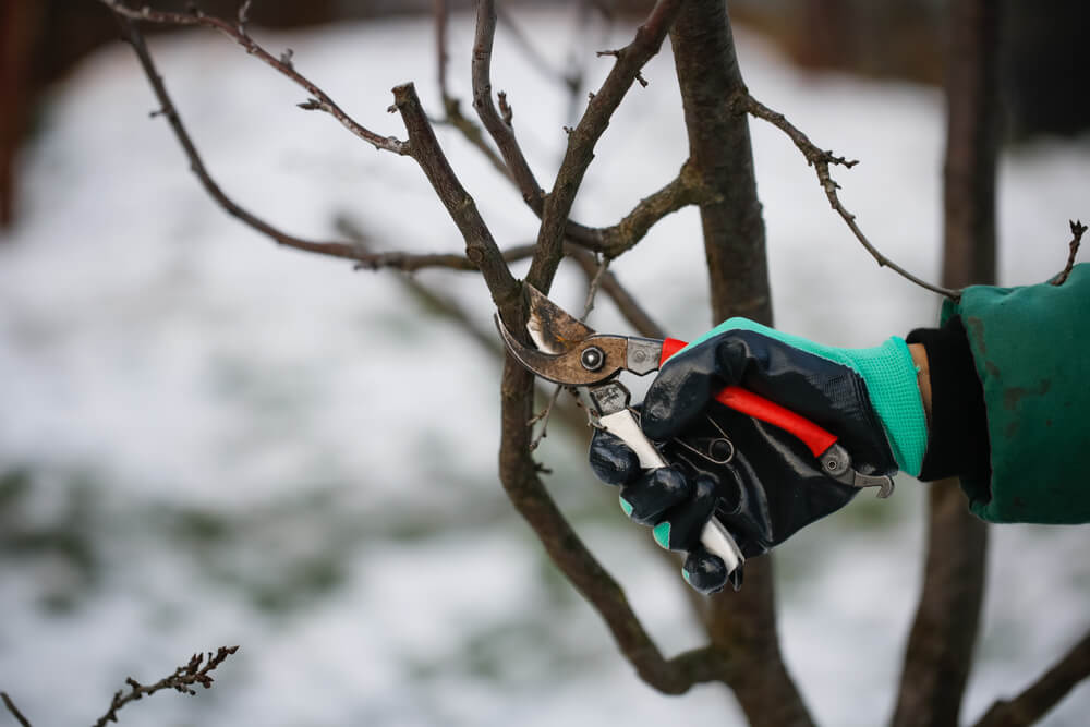 Our Corrective Pruning Services near Panama City FL