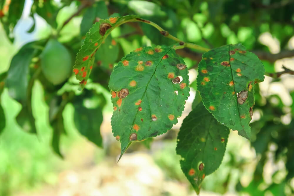 Our Insect And Disease Management Process Panama City FL