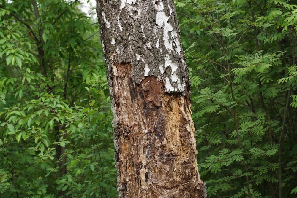 Our Insect And Disease Management Services near Panama City FL