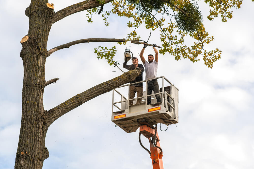 Our Local Tree Removal Services