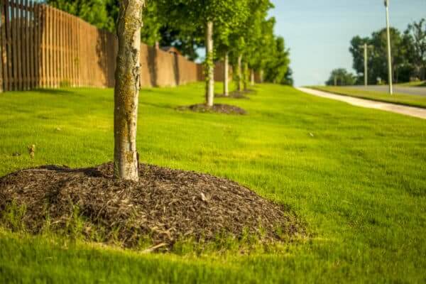 Our Root Collar Excavation Process Panama City FL