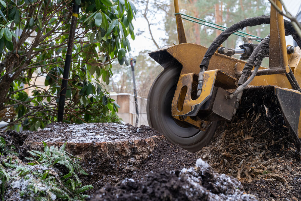 Our Stump Grinding Service Process Panama City FL