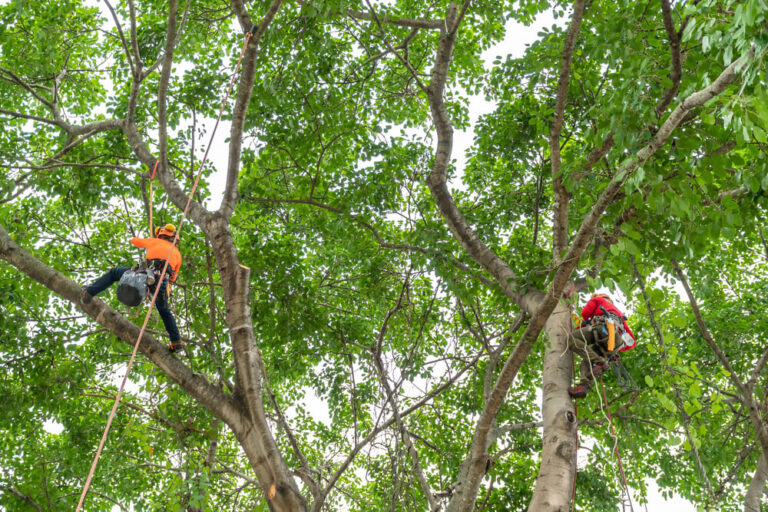 Panama City FL Tree Pros Project Gallery 2