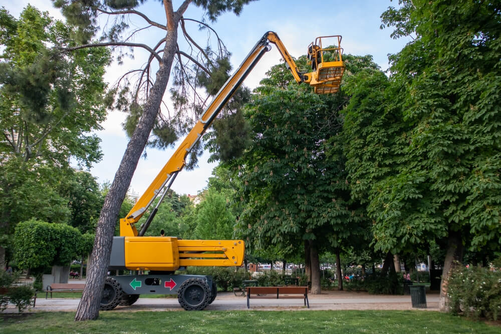 Professional Crane Assisted Tree Removal Service Near Me Panama City FL