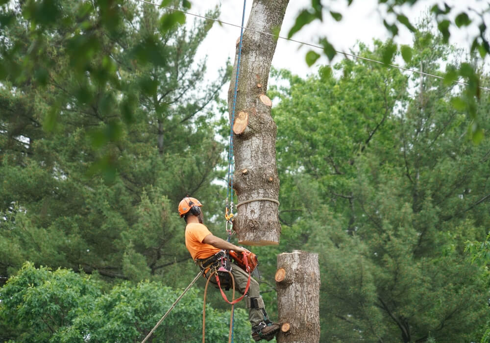 Professional Tree Removal Service Near Me