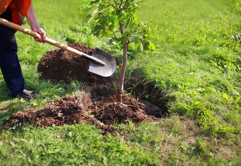 Professional tree planting Panama City FL