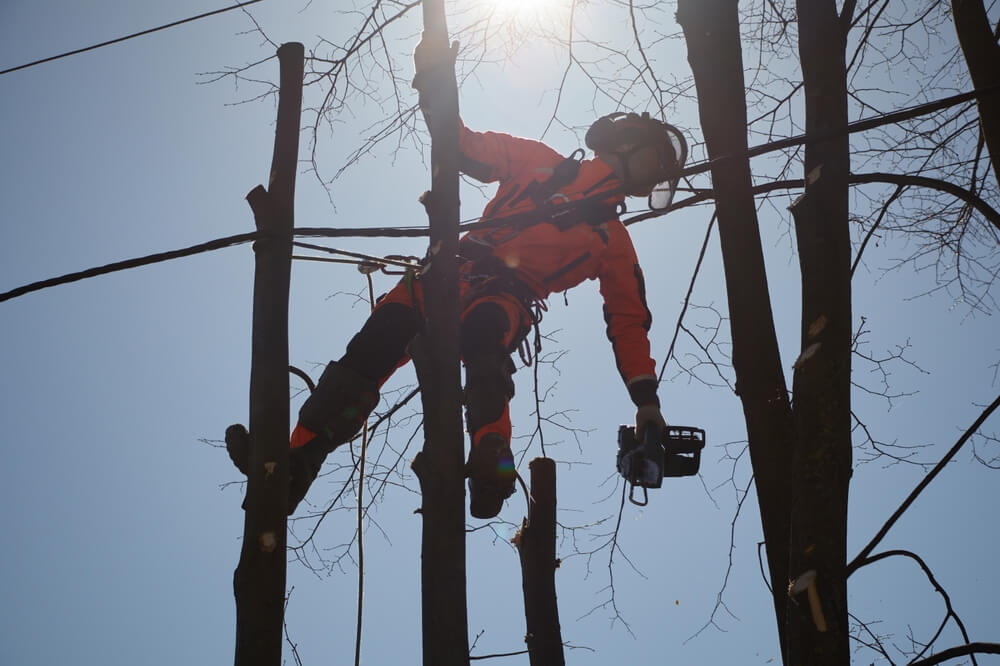 Rapid response tree removal Panama City FL