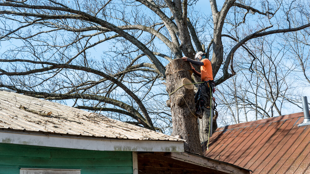 Removal Of Trees Near Power Lines Or Structures Panama City FL