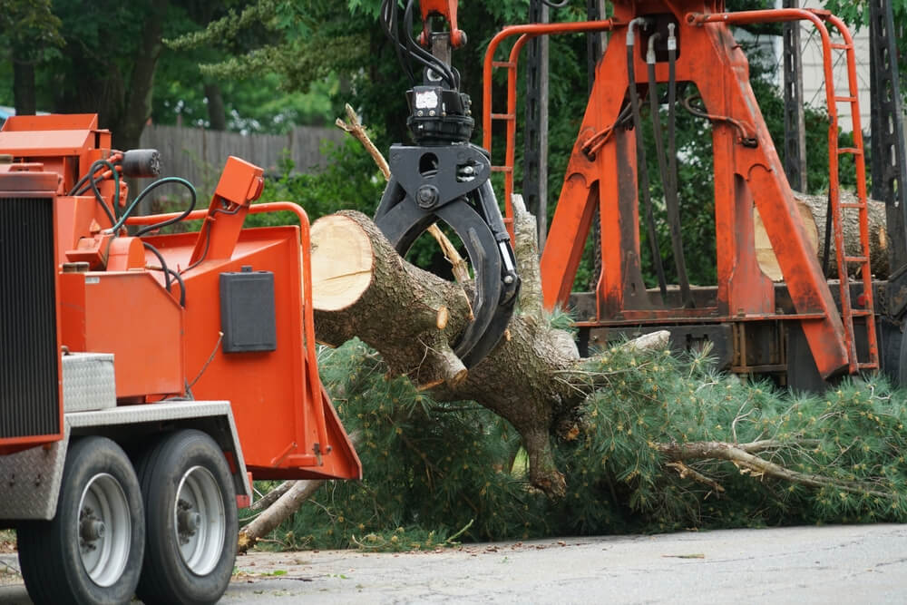 Residential tree removal Panama City FL