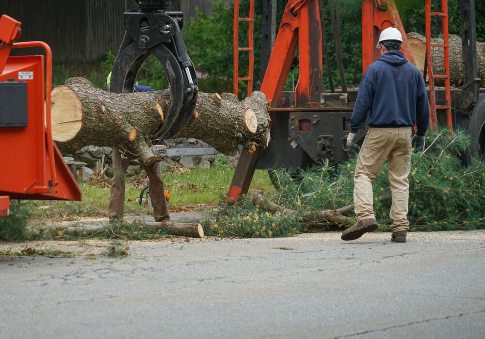 Residential tree stump removal Panama City FL