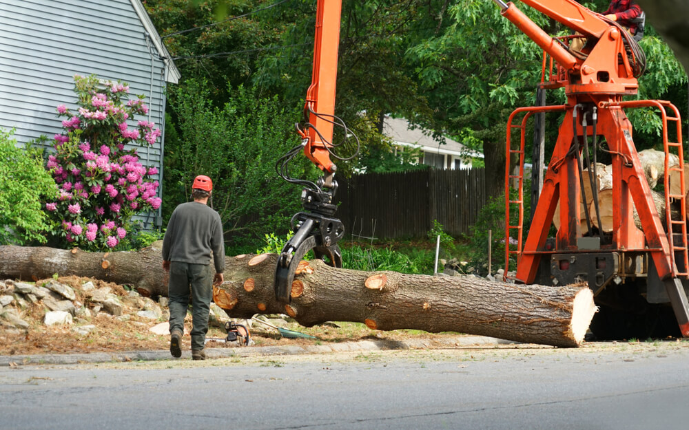 Signs You Need Crane Assisted Tree Removal Service Panama City FL