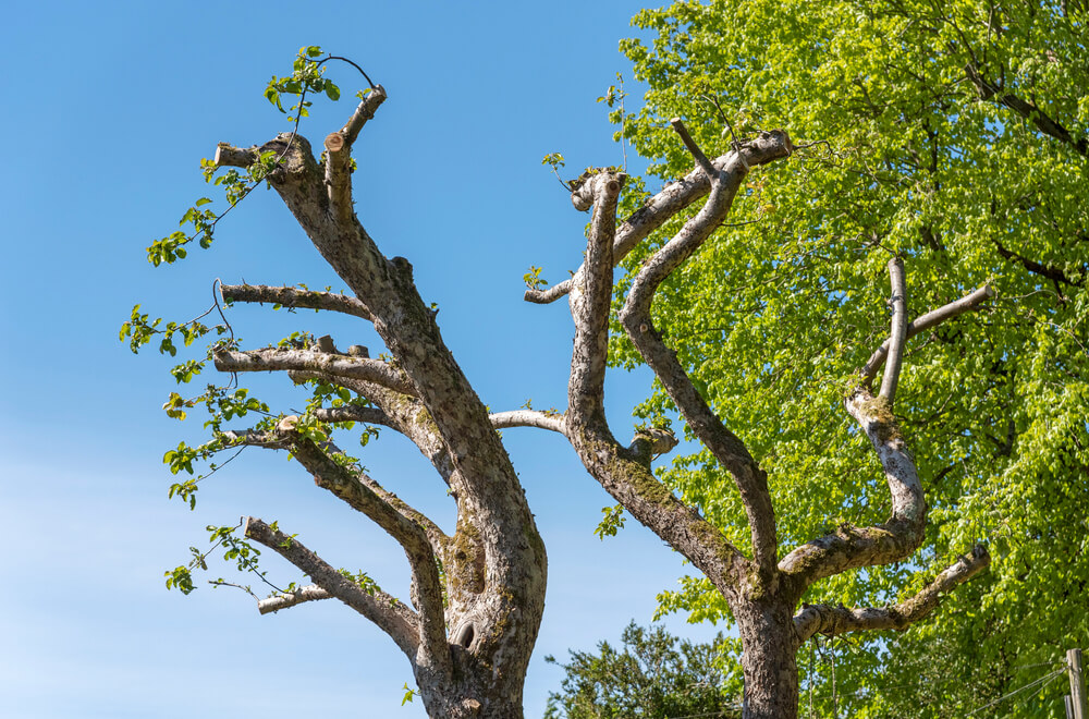 Swift emergency tree shaping Panama City FL