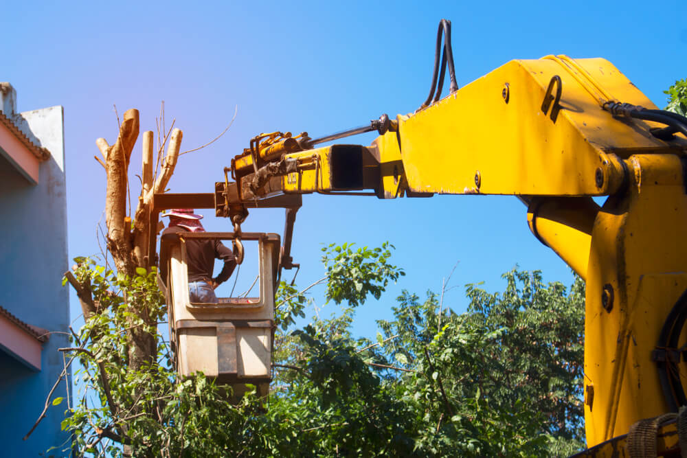 The Cost Of Crane Assisted Tree Removal in Panama City Florida