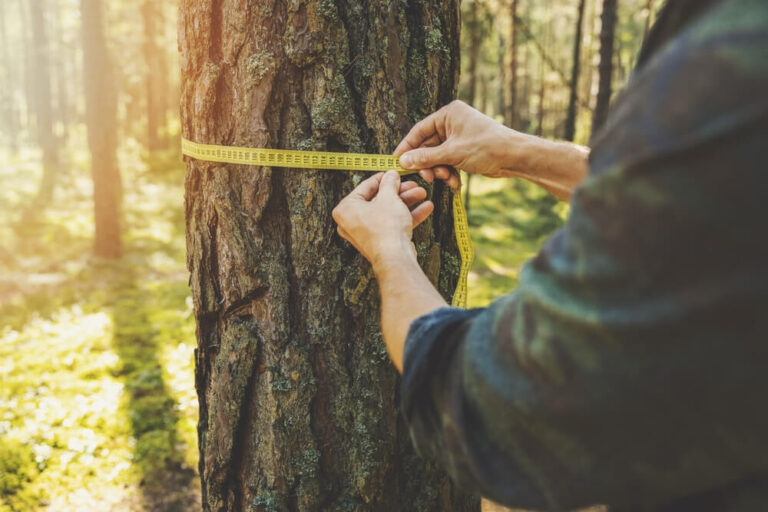 Tree Inspection Panama City FL