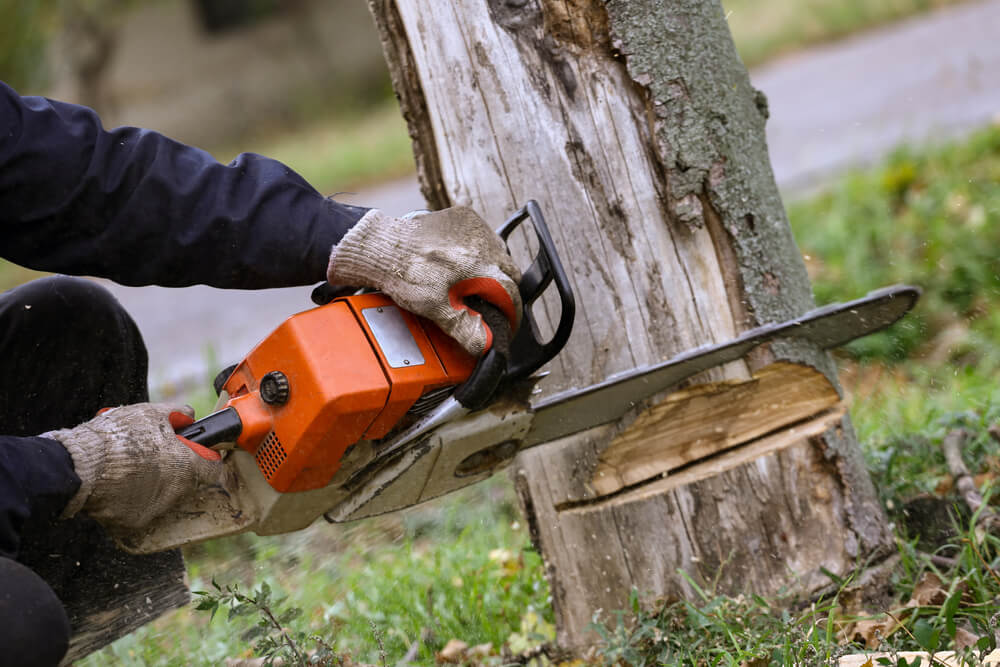 Tree Removal Service near Panama City FL