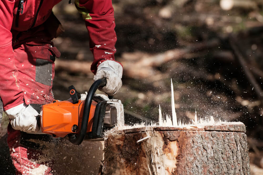 Tree Stump Removal Services near Panama City FL