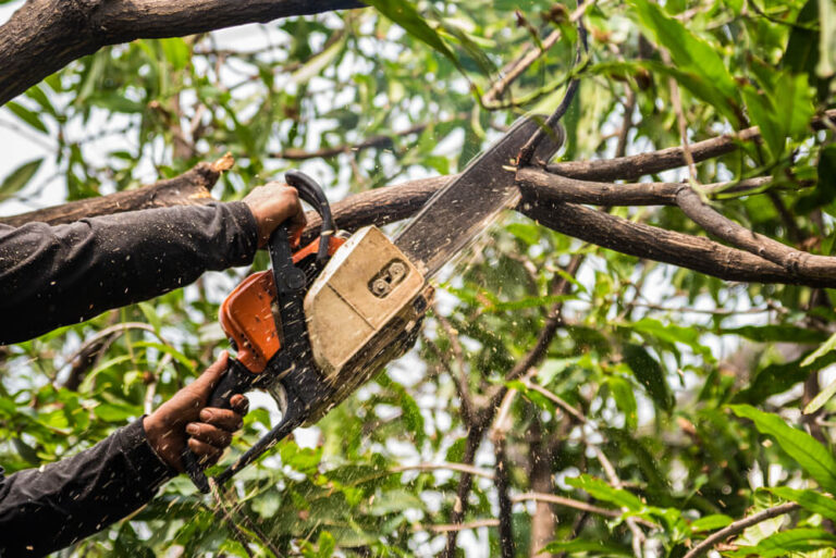 Tree Trimming Panama City FL