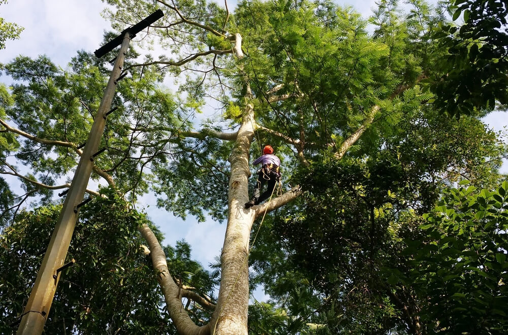 Tree pruning expert Belleville IL