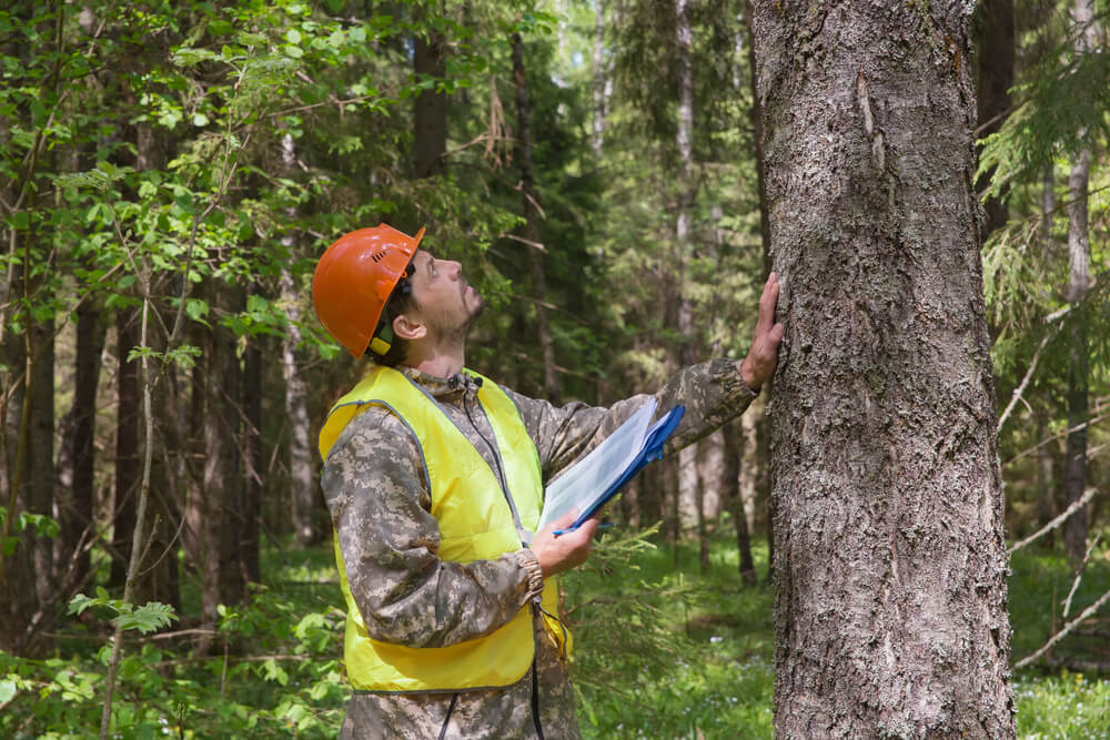 What Does Tree Inspection Mean Panama City FL
