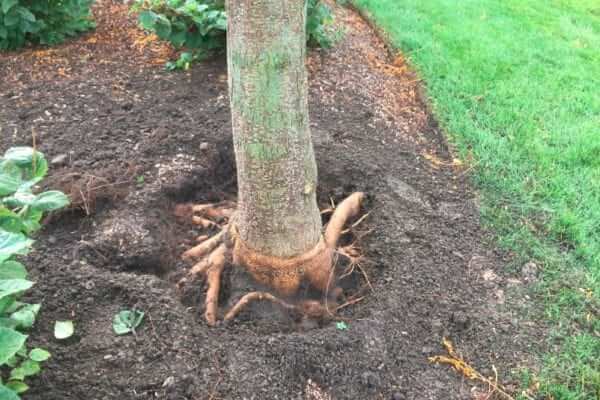 What is Root Collar Excavation Panama City FL