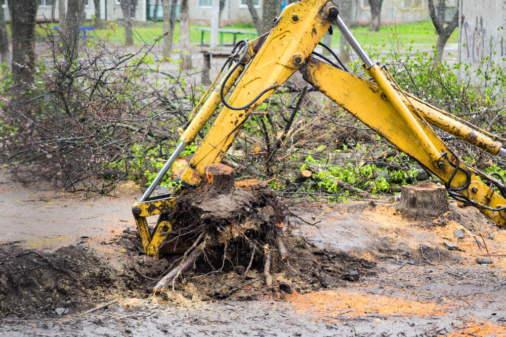 What is Stump Removal Panama City FL