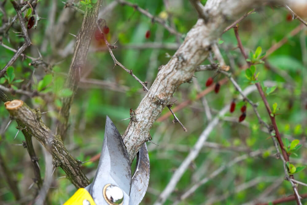 Why Is Tree Corrective Pruning Necessary Panama City FL